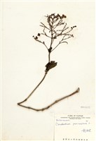 藏品(龍船花)的圖片